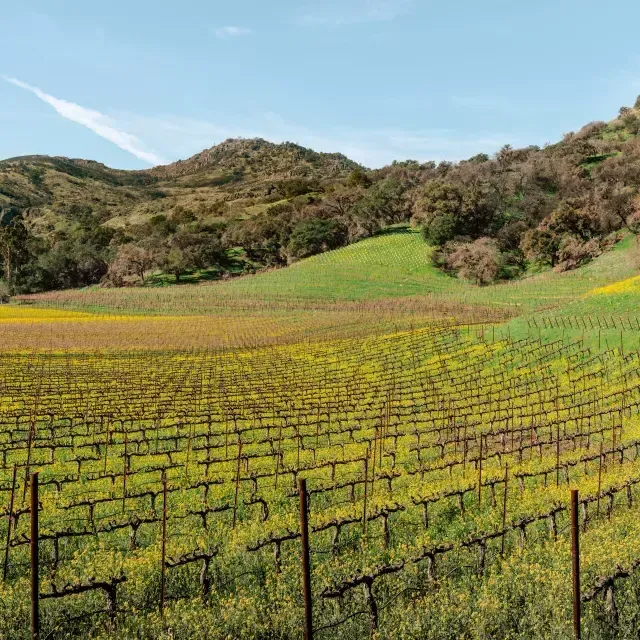 Vignobles de la Napa Valley